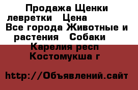 Продажа Щенки левретки › Цена ­ 40 000 - Все города Животные и растения » Собаки   . Карелия респ.,Костомукша г.